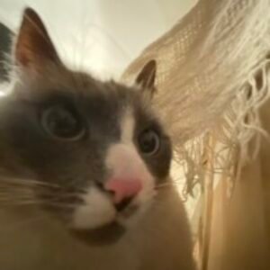 Photo de profil de Durandal